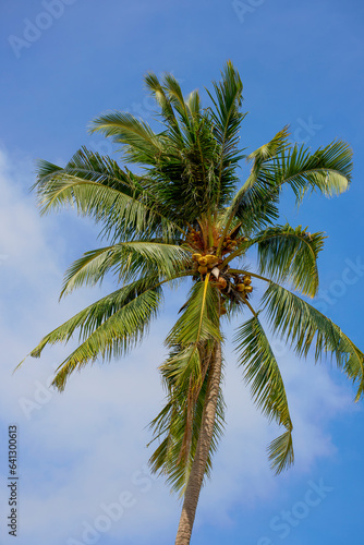 Wallpaper Mural landscape with palm tree on blue sky. Torontodigital.ca