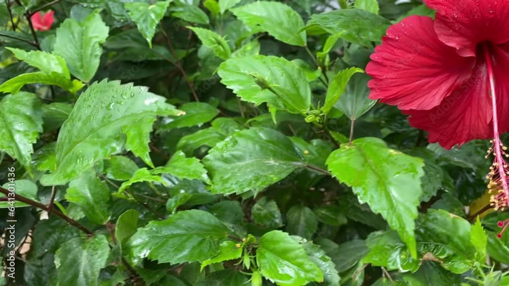 Close-up of a red hibiscus flower with drops on the petals after rain Close-up of a red hibiscus flower with drops on the petals after rain