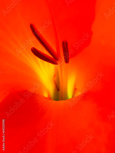 Close up of a flower, phone background, macro flower