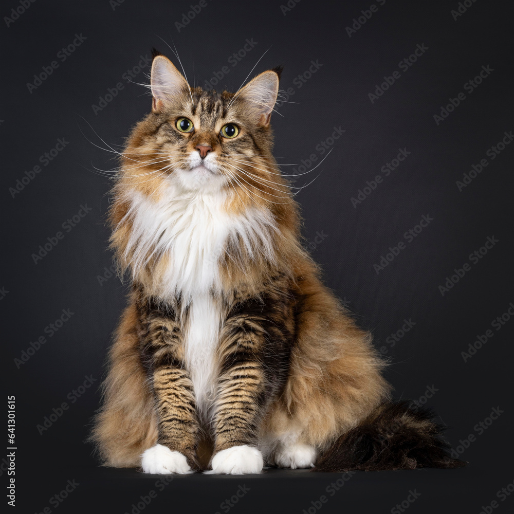 Pretty adult Maine Coon cat, sitting up facing front. Looking towards camera. Isolated on a black background.