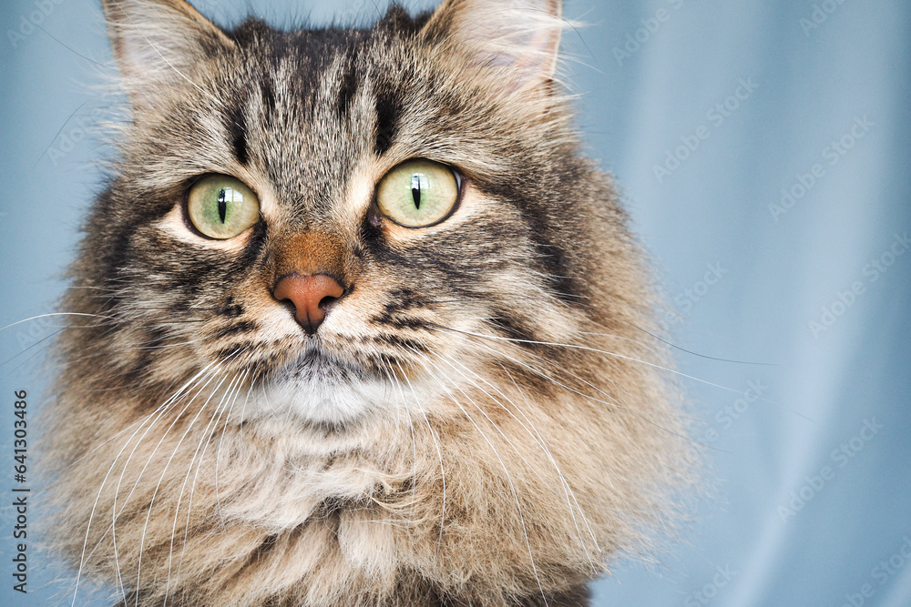 Close up siberian brown cat on blue background Close up siberian brown cat on blue background
