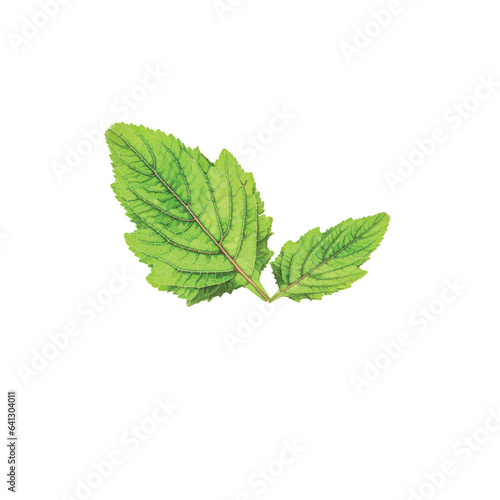  green leaf isolated on a white background( Hyptis capitata). macro, Vector illustration. photo