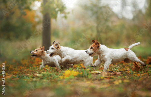 Wallpaper Mural Happy Jack Russell Terriers in autumn