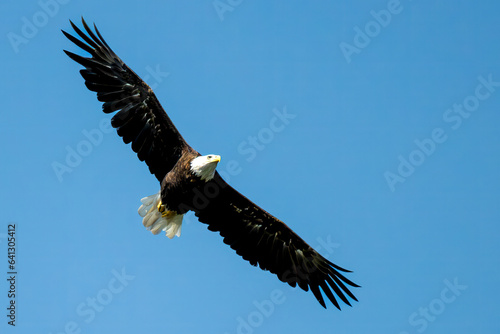 Eagle soaring in the blue sky
