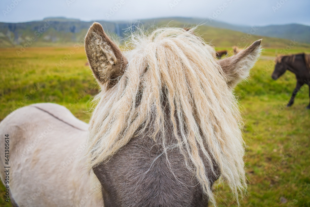 Horses at the meadows of Iceland