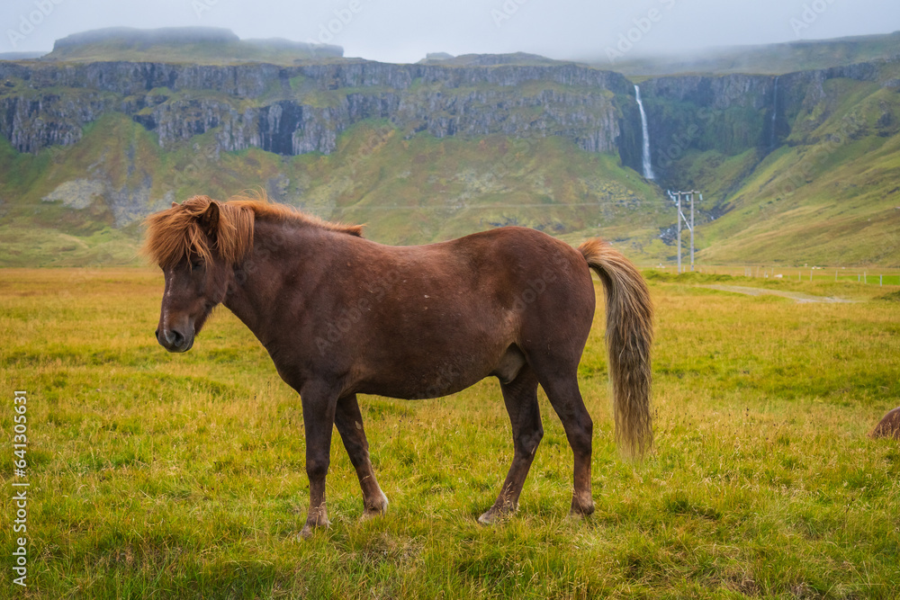 Horses at the meadows of Iceland