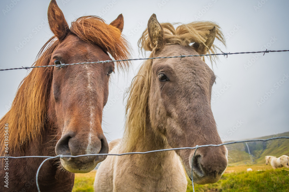 Horses at the meadows of Iceland