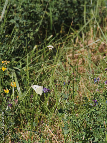 Kleiner Kohlweissling photo