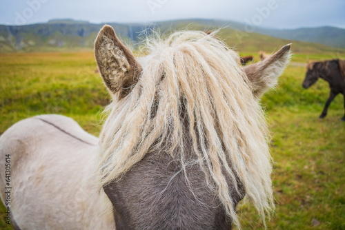 Obraz na płótnie Horses at the meadows of Iceland w salonie