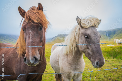 Fototapeta Naklejka Na Ścianę i Meble -  Horses at the meadows of Iceland