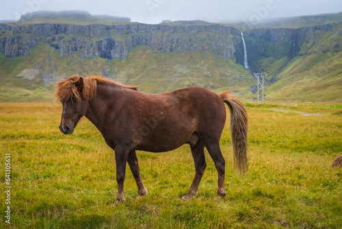 Obraz na płótnie Horses at the meadows of Iceland w salonie