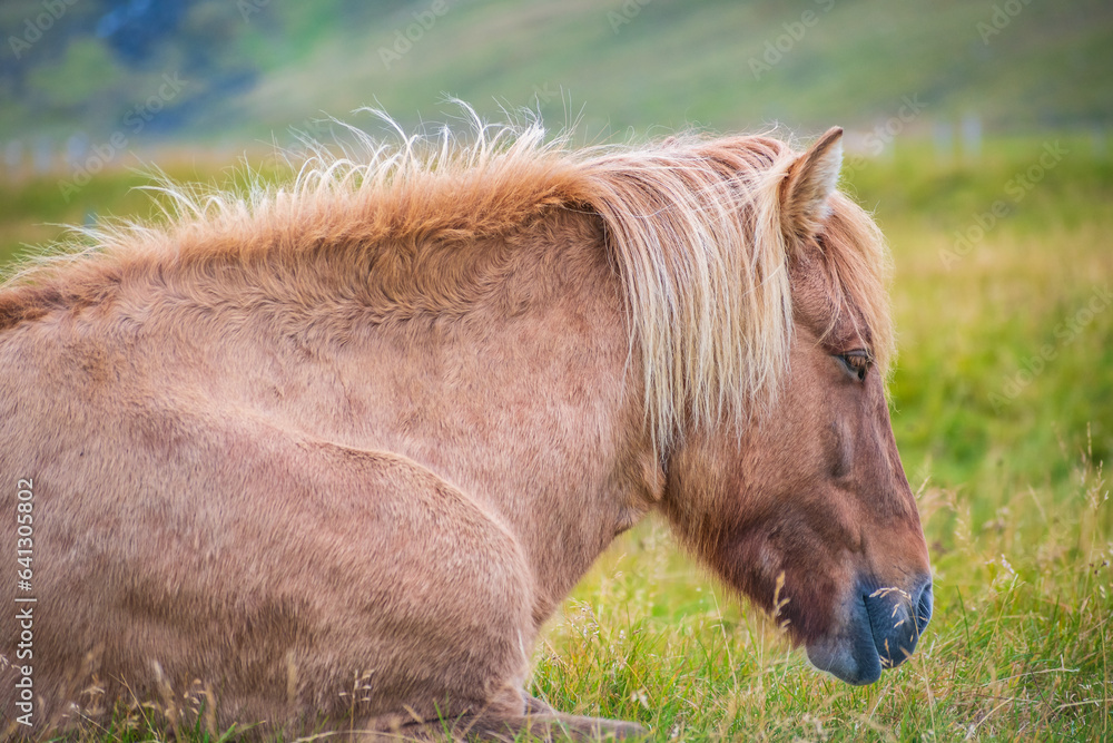 Horses at the meadows of Iceland