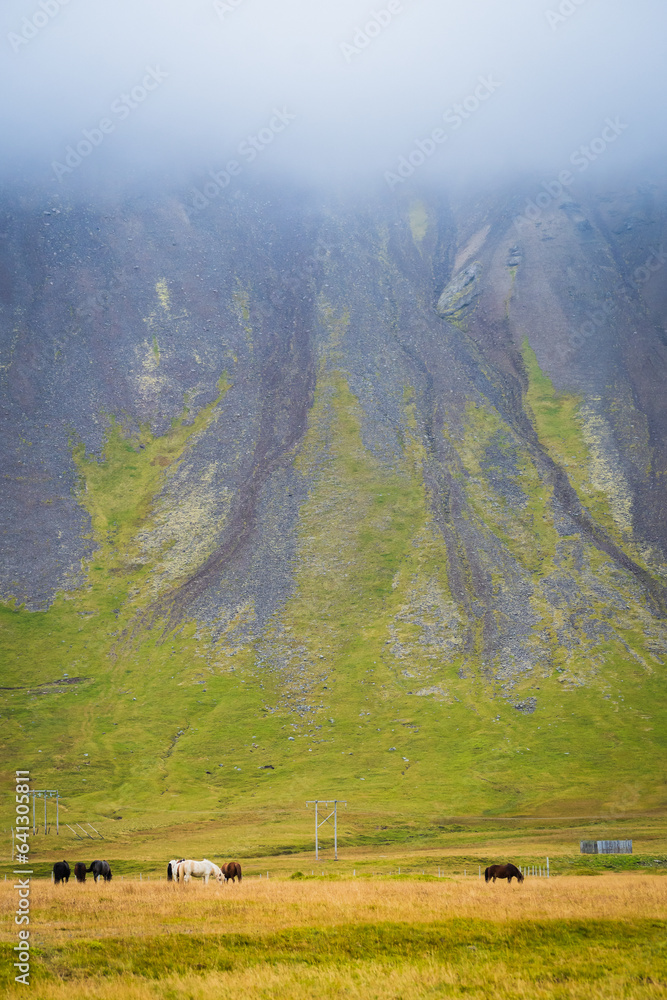 Horses at the meadows of Iceland