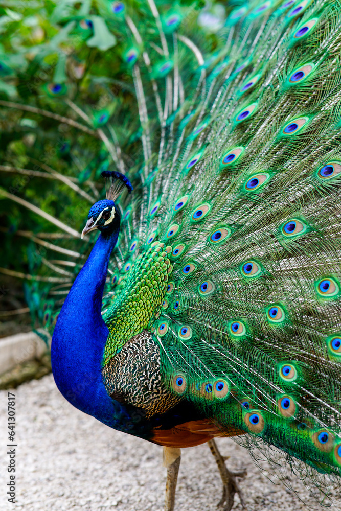 Obraz premium peacock with feathers