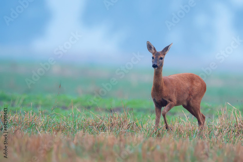 Roe deer in the wild
