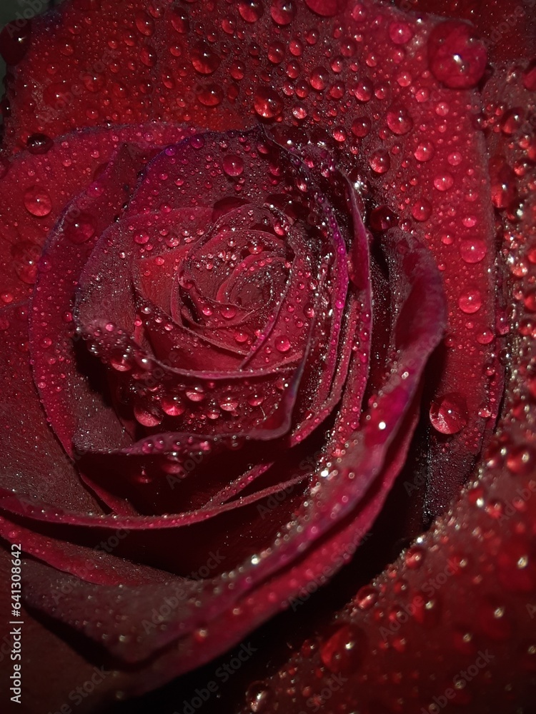 Naklejka premium red rose with water drops