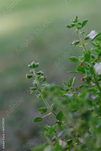 Organic Non-GMO Greek Basil, close up	
