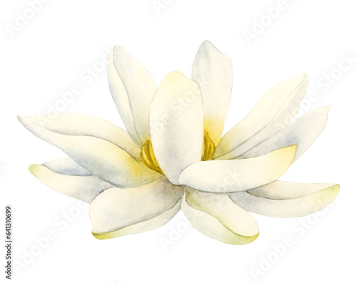 White lotus flower realistic watercolor illustration isolated on white background for youga centers and logos, natural cosmetics, health care and Ayurveda products © Elena Malgina