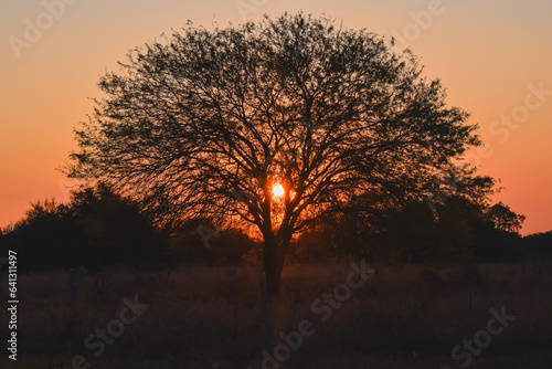 Obraz na plátně ATARDECER - ARBOL