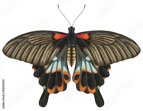 Realistic watercolor butterfly Papilio Memnon Heronus isolated transparent background photo