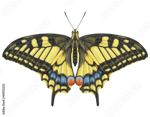 Canvas Print Realistic watercolor butterfly Papilio Machaon isolated transparent background