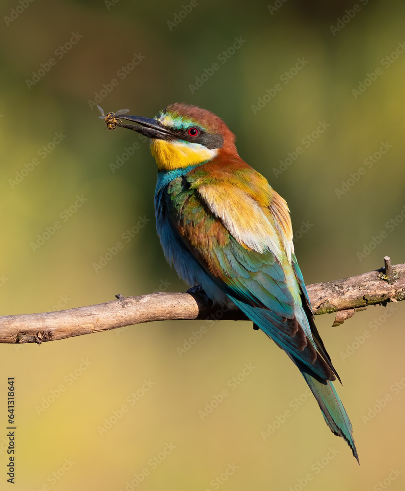 European bee-eater, Merops apiaster. A bird sits on a branch with a prey in its beak European bee-eater, Merops apiaster. A bird sits on a branch with a prey in its beak