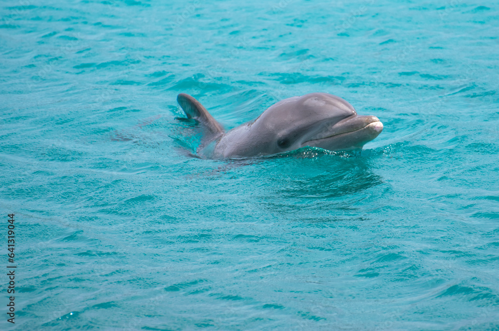 Fototapeta premium trip to curacao