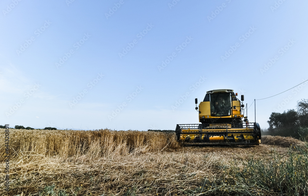 Obraz premium wheat harvest with truck