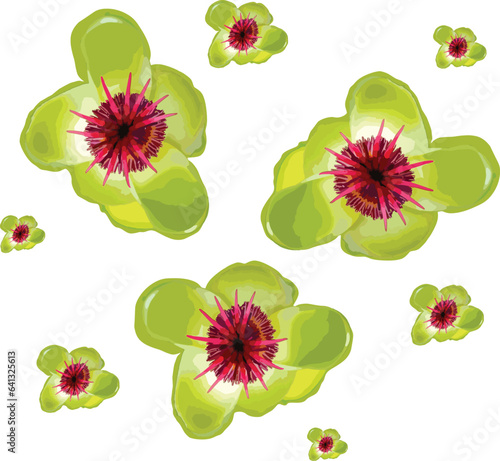 red pollen and green flower of Simpoh (Dillenia suffruticosa, simpoh air) on a white background. Vector illustration. green pattern flowers. photo