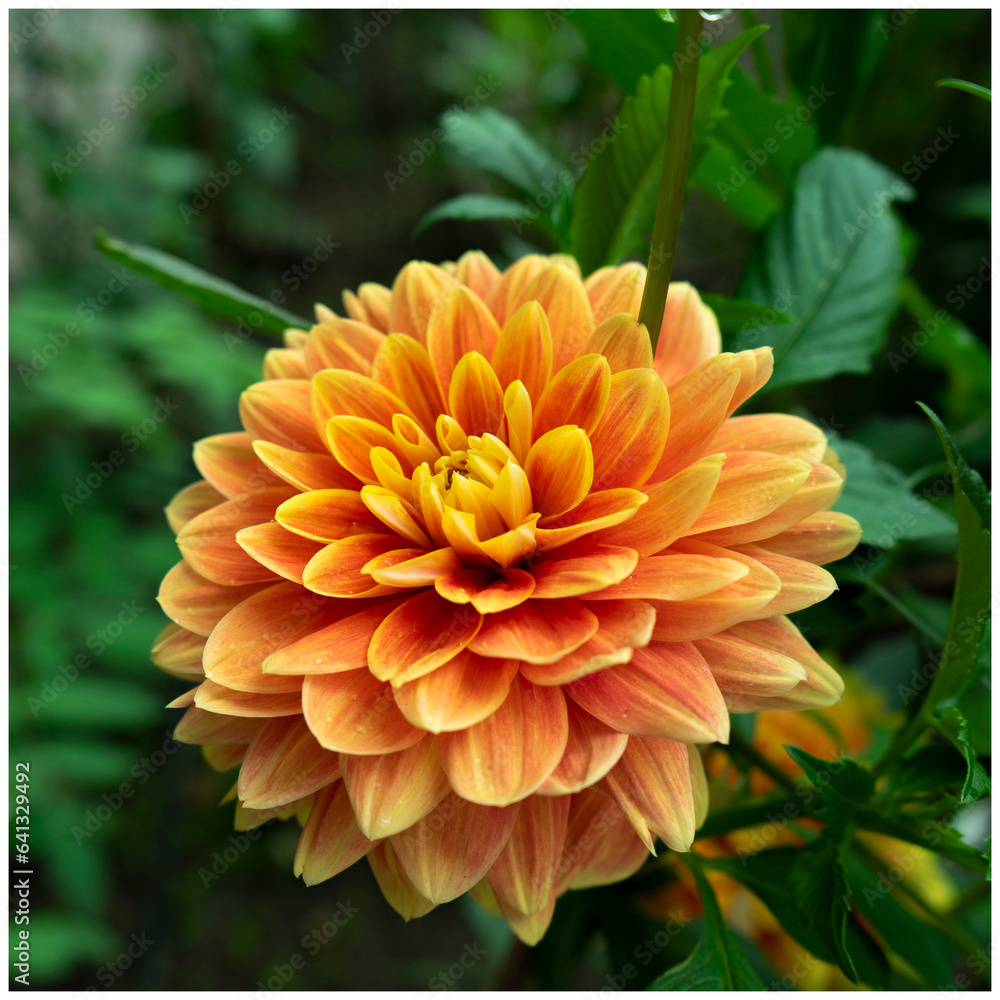 Fiore Fiore