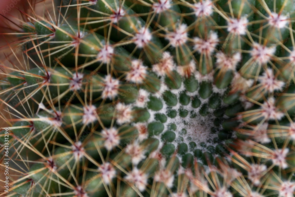 cactus close up cactus close up