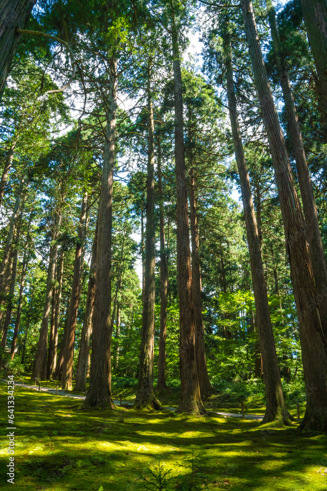 Obraz premium 福井 平泉寺白山神社の美しい苔の庭園と夏の木漏れ日