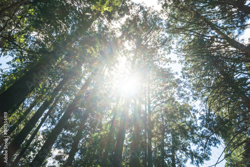 Wallpaper Mural 福井 平泉寺白山神社の森に降り注ぐ夏の木漏れ日 Torontodigital.ca
