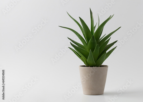 Nature s Elegance  Potted Plant Gracefully Standing on White Background - Botanical Beauty in Focus