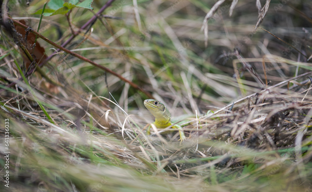 European green lizard in its natural habitat European green lizard in its natural habitat