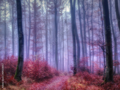 Magical foggy forest © Jansk