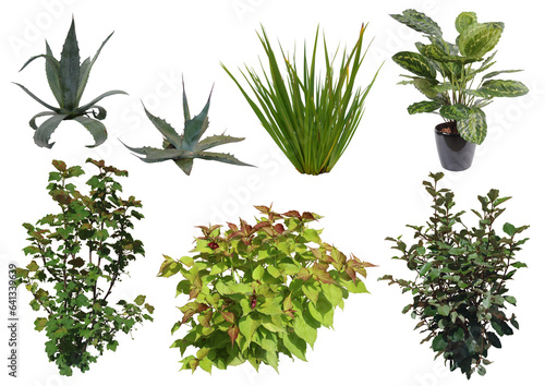 Végétaux et plantes diverses