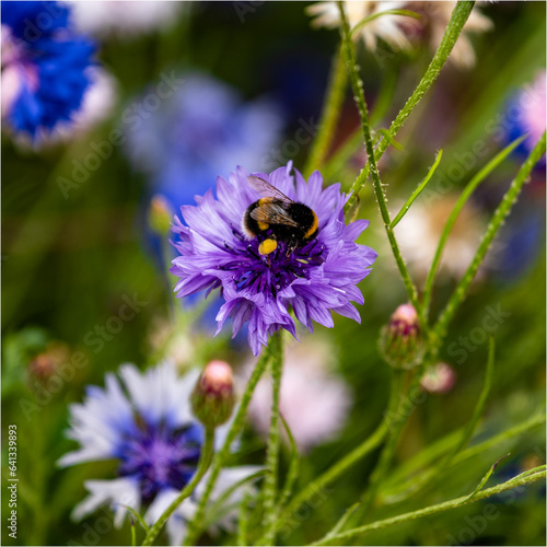 Bee on Flower © owen