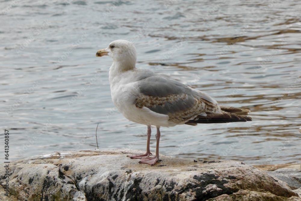 A White and Grey Seagull sitting on a rock with the sea behind. A White and Grey Seagull sitting on a rock with the sea behind.