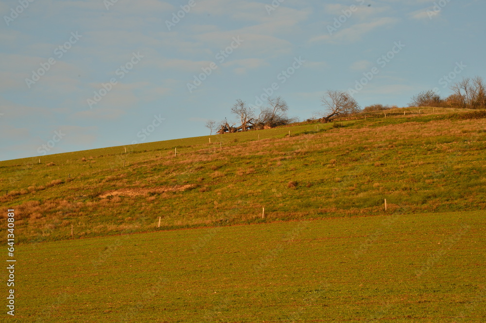 Fototapeta premium arbres solitaires en attente sur la colline