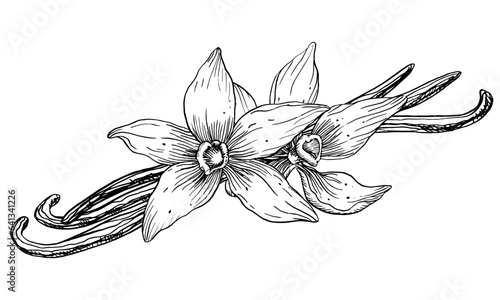 Vanilla Flower with Sticks. Vector hand drawn illustration of orchid Flower and pods on white isolated background. Outline drawing of spice for cooking or aroma oils. Black sketch in line art style.