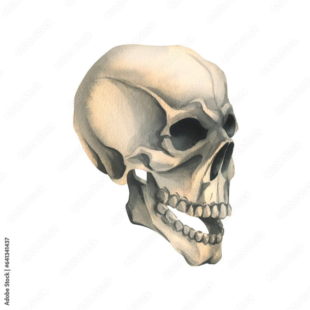 Naklejka premium Human skull side view in profile. Hand drawn watercolor illustration for Halloween, day of the dead, Dia de los muertos. Isolated object on a white background.