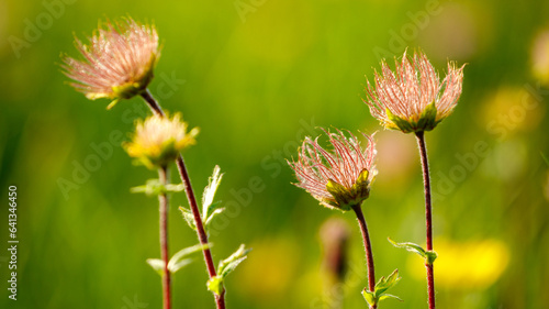 the wild flower Nelkenwurz in the carpathian