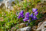 A violet bell flower