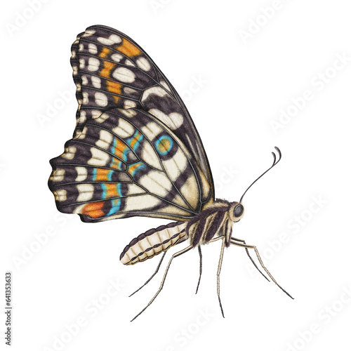 Realistic watercolor butterfly Papilio Demoleus side view isolated transparent background