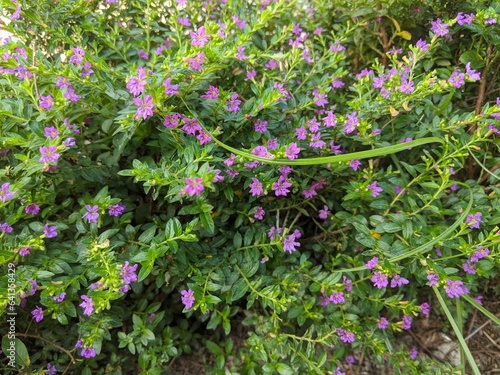 Horizontal small green and purple flowers