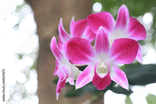 Flower – Orchid Flora Display. Dendrobium Sonia orchid flower in blur background. Dendrobium Caesar × Dendrobium Tomie Drake © mytour