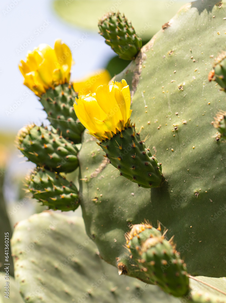 Yellow flowers on a cactus. Nature Yellow flowers on a cactus. Nature