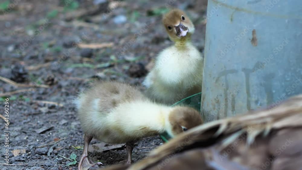Two ducklings drinking water from a drinker. One duckling curves its neck in a funny way. Funny animals. Concept of agriculture and poultry farming Two ducklings drinking water from a drinker. One duckling curves its neck in a funny way. Funny animals. Concept of agriculture and poultry farming