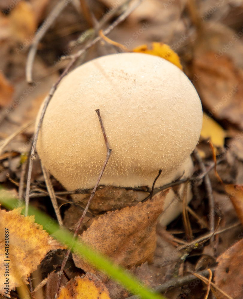 Puffball mushroom grows in the autumn forest. Close-up Puffball mushroom grows in the autumn forest. Close-up